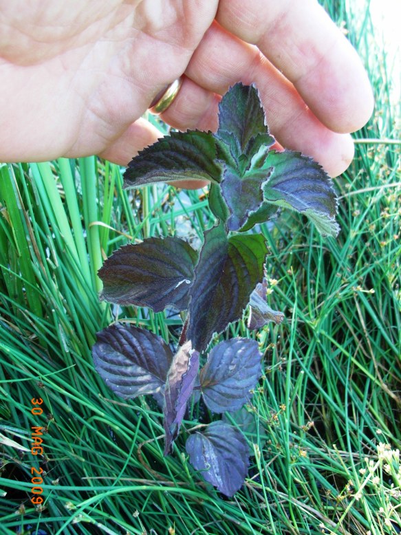 Mentha aquatica